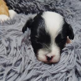 Misty - Black & white female Maltipoo puppy in North East, Maryland from North Star Kennel