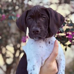 Purple Collar - Liver and white female German Shorthaired Pointer puppy in Bluffton, South Carolina from Lowcountry Southern GSP'S