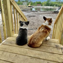 Pembroke Welsh Corgi Puppies from Storybook Corgis