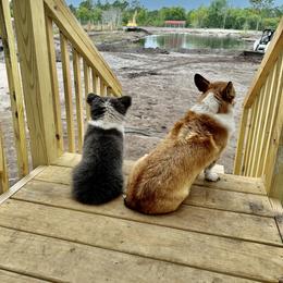 Pembroke Welsh Corgi Puppies from Storybook Corgis