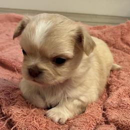 Pearl - Cream female Chihuahua puppy in Red Bluff, California from Lane’s Little Long Coats