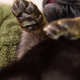 German Shepherd Puppies from Platz German Shepherds