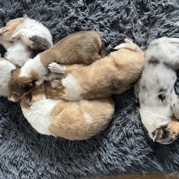Collie puppies from Puppy Dog City