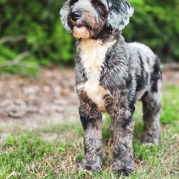 BlackBerry - Goldendoodle