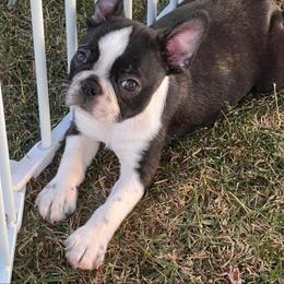 Sassy - Boston Terrier
