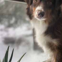 Miniature American Shepherds from Taylor Hayes's Miniature American Shepherds