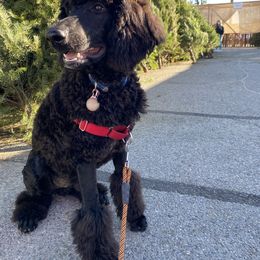 Poodle All Grown Up from TGT Fancy Pants Poodles