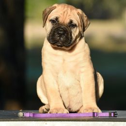 Purple - Fawn female Bullmastiff puppy in Edinburg, Texas from Ironward Bullmastiffs