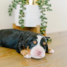 Platinum - Tri-color male Bernedoodle puppy in Spanish Fork, Utah from K Brand Doodles