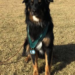 Australian Shepherd All Grown Up from Einhorn Aussies