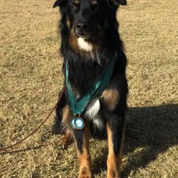 Australian Shepherd All Grown Up from Einhorn Aussies
