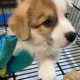 Pembroke Welsh Corgi Puppies from Silver Mae Kennel