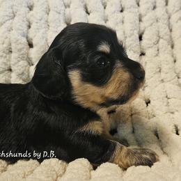Rumour (2125) - Black and cream female Dachshund puppy in Ovett, Mississippi from Anytime Dachshunds by D.B.