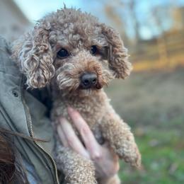 Rudy - Poodle