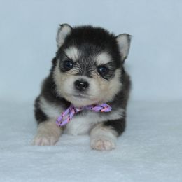 Mystery - Black and white male Pomsky puppy in Clarkston, Utah from Red Rock Ranch Breeders