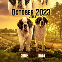 Saint Bernard Puppies from Buendias Ranch Saint Bernards & Bernese Mountain Dogs