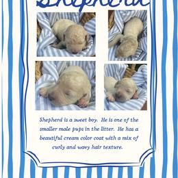 Shepherd - Cream male Goldendoodle puppy in Carlton, Minnesota from Lakeside Doodles MN