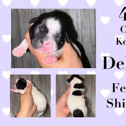 Delilah - Brindle female Shih Tzu puppy in Eunice, Louisiana from 4J's Cajun Kennels