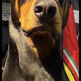 Doberman Pinscher Puppies from Ocean’s Breeze Doberman Pinschers