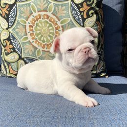 French Bulldog Puppies from Bourbon Country Bullies