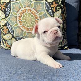 French Bulldog Puppies from Bourbon Country Bullies