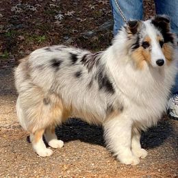 Shetland Sheepdog All Grown Up from Millennium Shelties