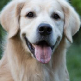 Golden Retrievers from Tigana Golden Retrievers