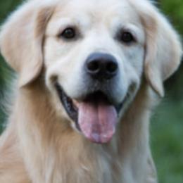 Golden Retrievers from Tigana Golden Retrievers