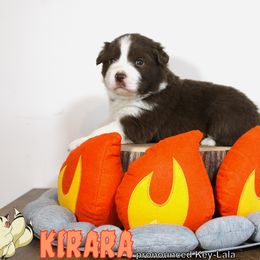 Australian Shepherd Puppies from Starlit Grove Australian Shepherds