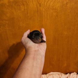 Hope - Black and tan female Morkie puppy in Terrell, Texas from PBJ Farms