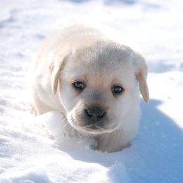 Labrador Retrievers from Pendleton Labradors
