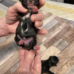 Shih Tzu Puppies from 4 Leaf Glover Shihtzu of East texas