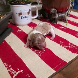 Blitzen - Dapple male Dachshund puppy in Castalia, North Carolina from Short Stuff Doxies