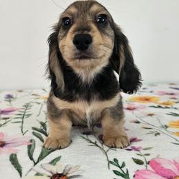 Cream sable male 3 (Blue) - Sable male Dachshund puppy in Belle Rive, Illinois from Akin's Miniature Dachshunds, LLC