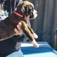 Boxer All Grown Up from Cerise's Boxers