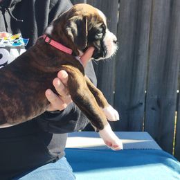 Boxer All Grown Up from Cerise's Boxers