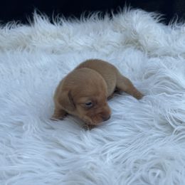 Pedro READY X-MAS WEEK - Red male Dachshund puppy in Purdy, Missouri from Shotgun Pups