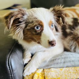 Grace - Toy Australian Shepherd