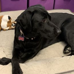 Aurora - Dilute Retriever