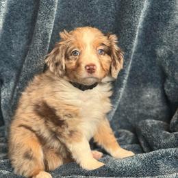 Cherry - Red merle female Australian Shepherd puppy in Columbia Falls, Montana from Firefly Horse Co Wellness Retreat Center