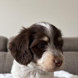 Mimi - Piebald female Dachshund puppy in Lawrenceville, Georgia from Chivi Paws