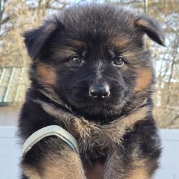 German Shepherd Puppies from Hamza Chaudhary