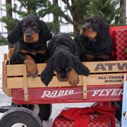 Gordon Setters from Raritan Gordon Setters