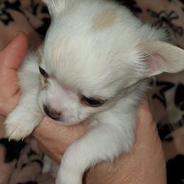 Boy 2 - Fawn and white male Chihuahua puppy in Oklahoma City, Oklahoma from Teacup Chihuahuas and Friends