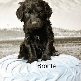 Bronte - Black male Goldendoodle puppy in Pasco, Washington from Camp Doodle Woods