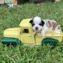 Red collar - Tator Tot - Brindle and white male Shorkie puppy in Mays Landing, New Jersey from Fancy Paws Shorkies & Shih Tzus