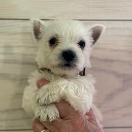 Tan Girl - White female West Highland White Terrier puppy in Boaz, Alabama from Creekside Westies