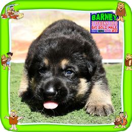 BARNEY RUBBLE - Black and tan male German Shepherd puppy in Murrieta, California from Diamond Oaks German Shepherds