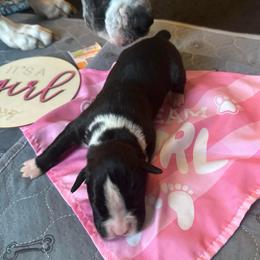 Girl 2 - Brindle female Boxer puppy in Lakeland, Florida from Cote's Boxers