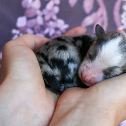 Miniature Australian Shepherd Puppies from Painted Blue Aussies